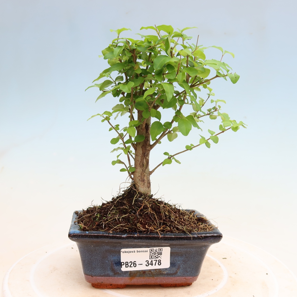 Pokój bonsai - Ligustrum chinensis - Dziób ptaka