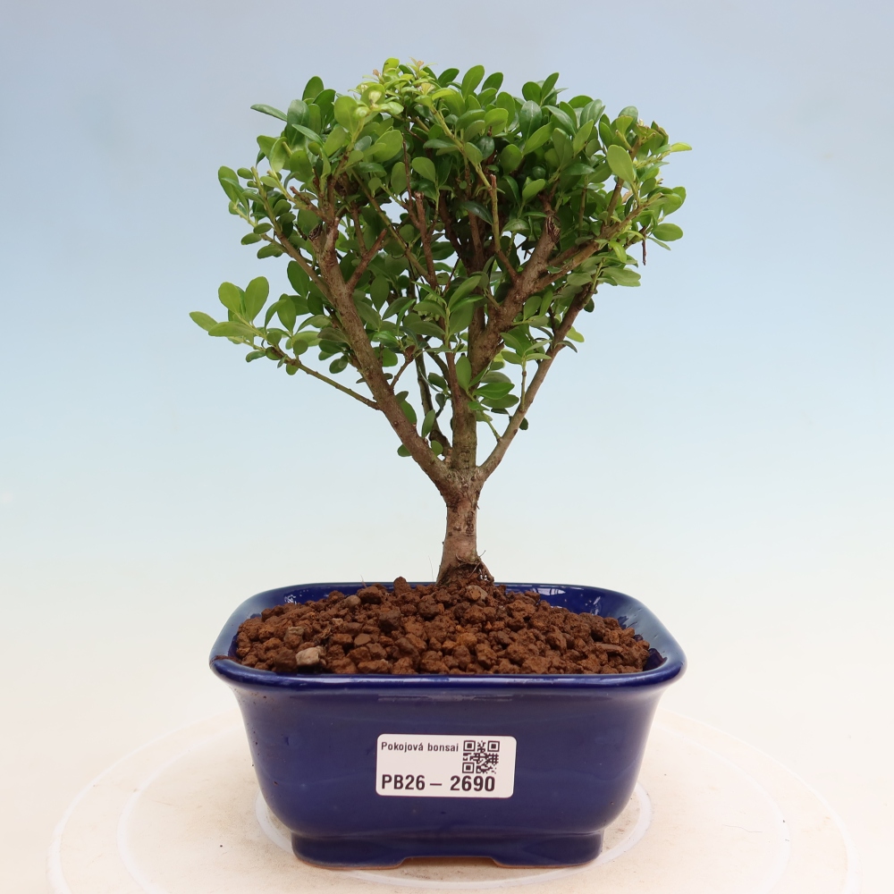 Pokój bonsai - Ilex crenata - Ostrokrzew