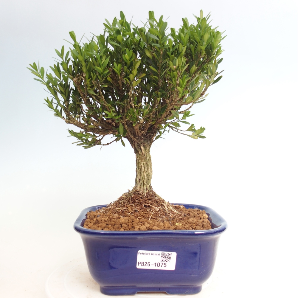 Pokój bonsai - Buxus harlandii - buxus korkowy
