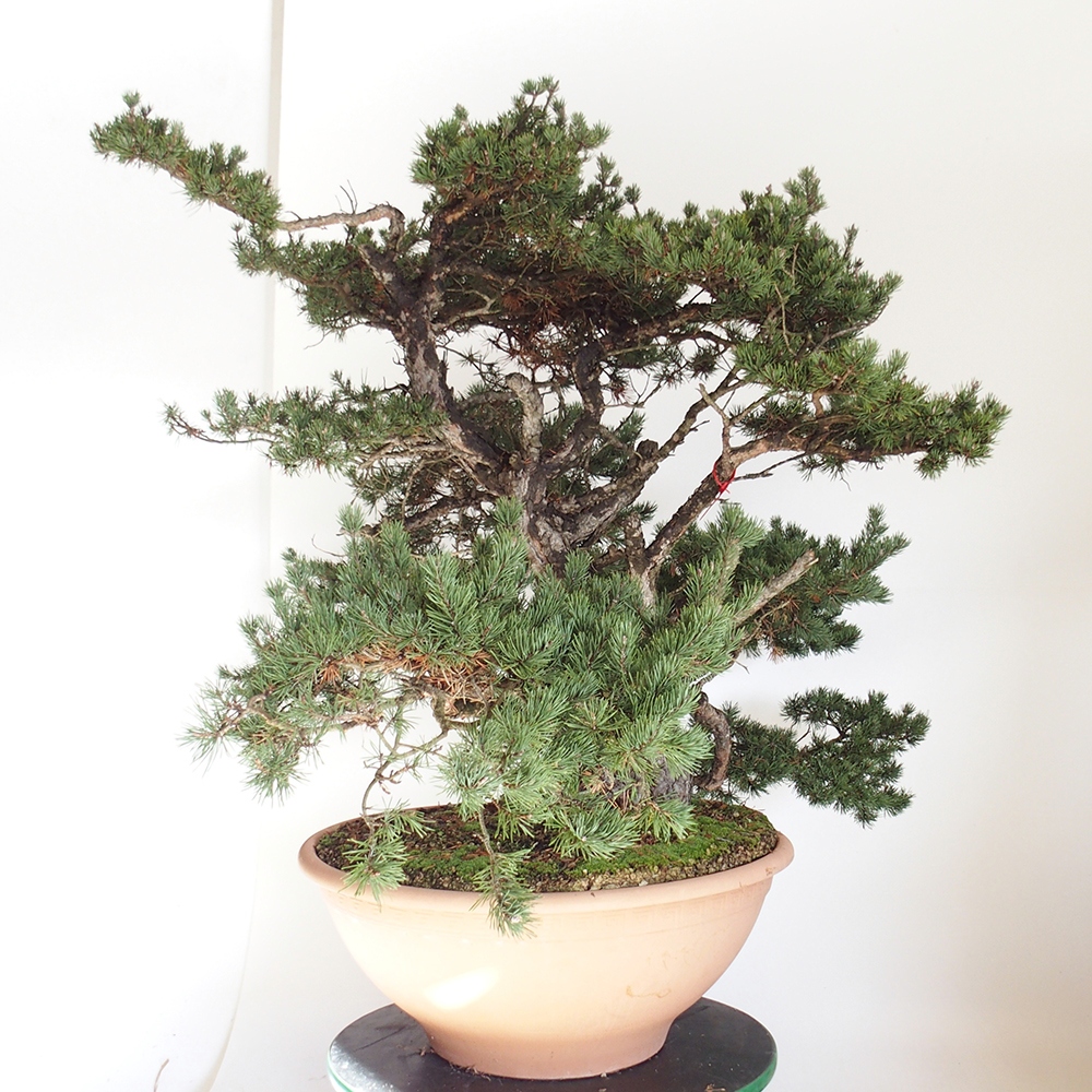 Yamadori - Pinus sylvestris Hiszpania