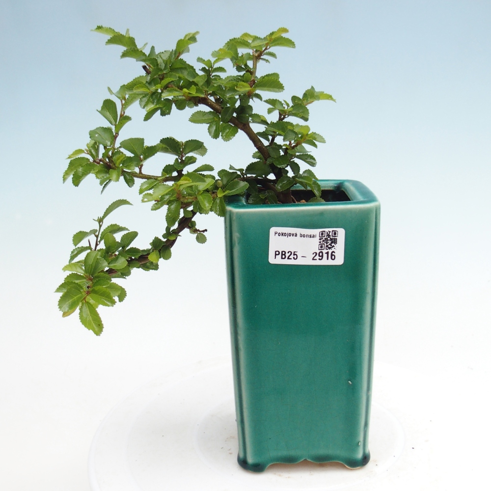 Kryty bonsai - Grewia occidentalis - Lawendowa gwiazda