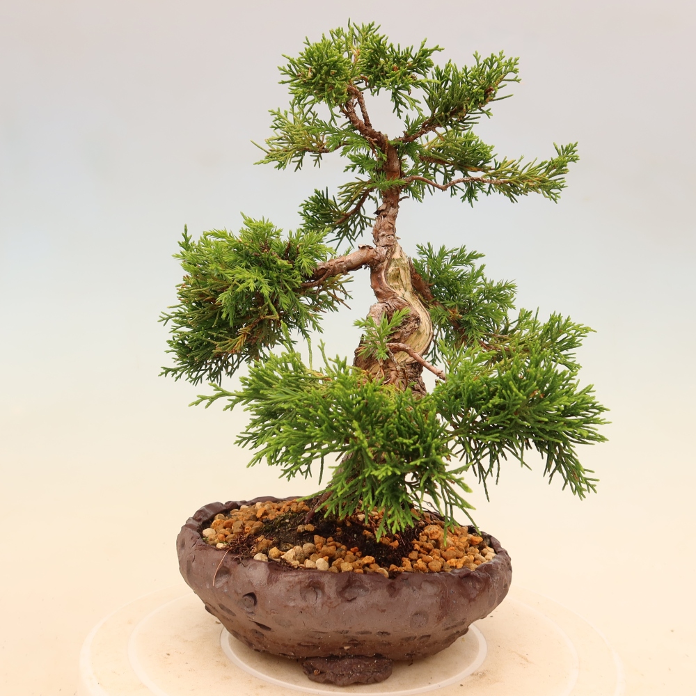 Outdoor bonsai - Juniperus chinensis Itoigawa