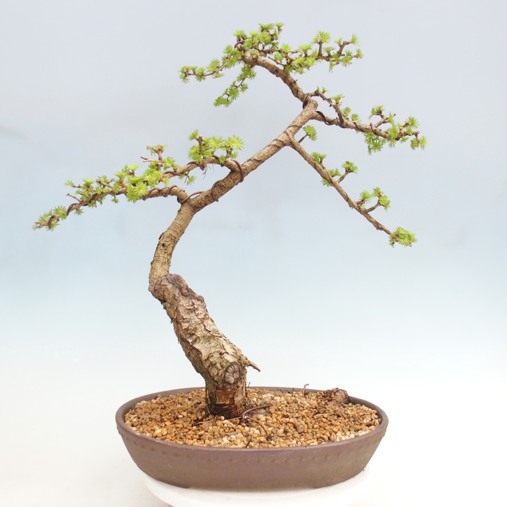 Outdoor bonsai -Larix decidua - Modrzew - Tylko transport paletowy