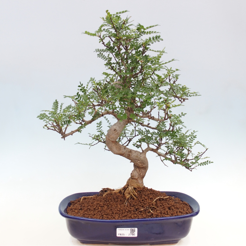 Bonsai do wnętrz - Zantoxylum piperitum - Mięta pieprzowa