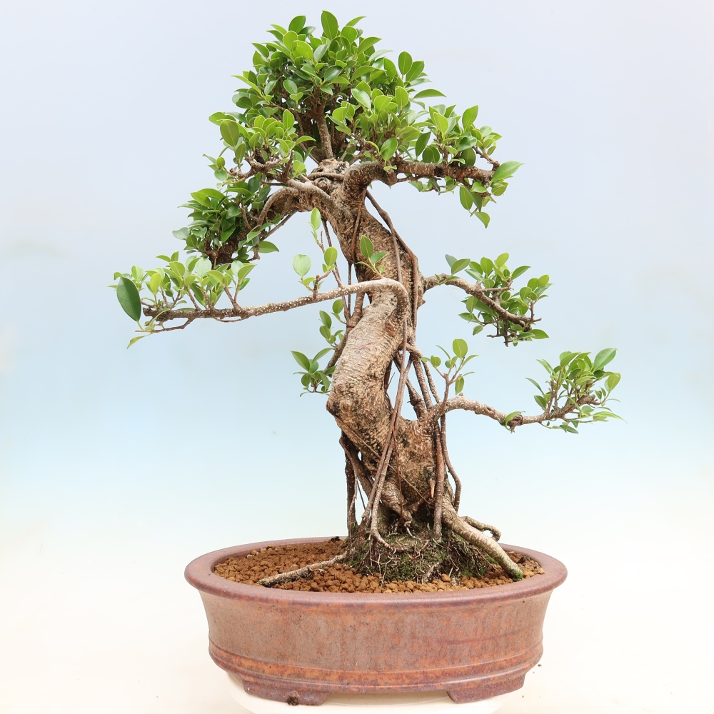 Pokój bonsai - Ficus kimmen - figowiec drobnolistny