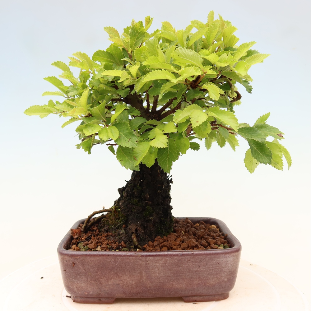 Bonsai zewnętrzne - Zelkova - Zelkova NIRE