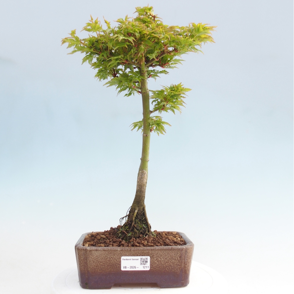 Outdoor bonsai - palma jaworowa Acer palmatum Shishigashira