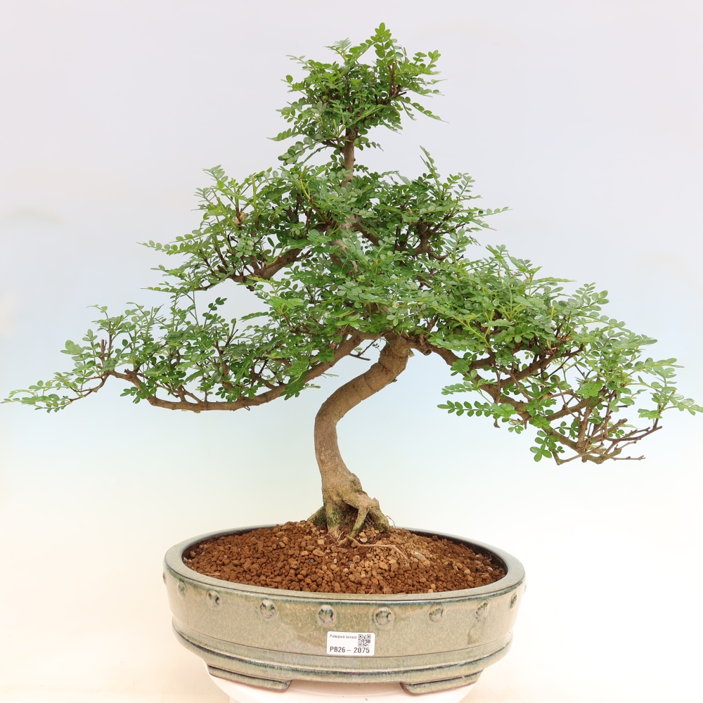 Pokój bonsai - Zantoxylum piperitum - drzewo pieprzowe