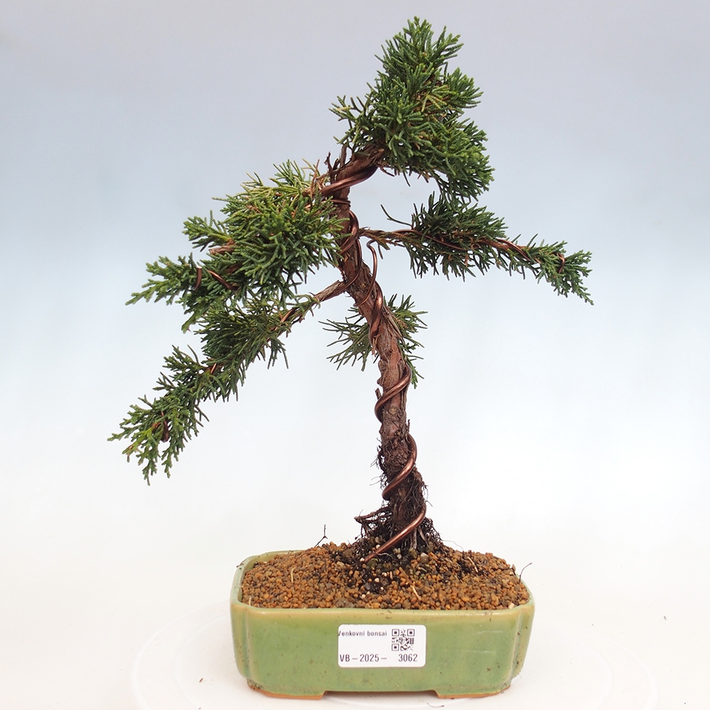 Bonsai zewnętrzne - Juniperus chinensis Kishu - Jałowiec chiński