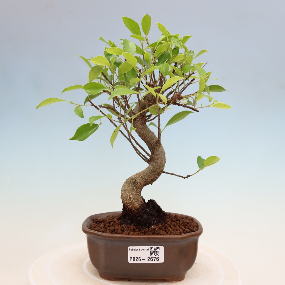 Pokój bonsai - Ficus kimmen - figowiec drobnolistny