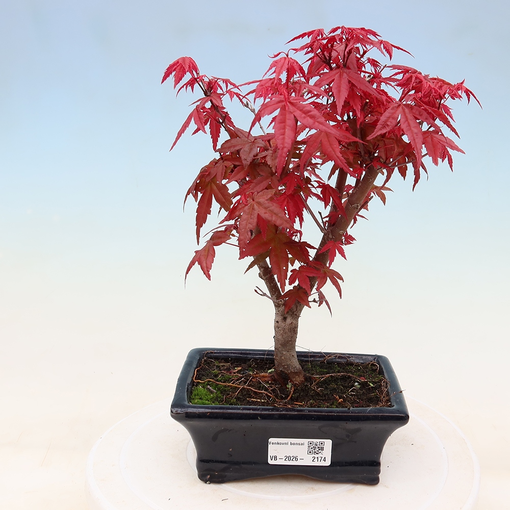 Outdoor bonsai - Acer palmatum DESHOJO