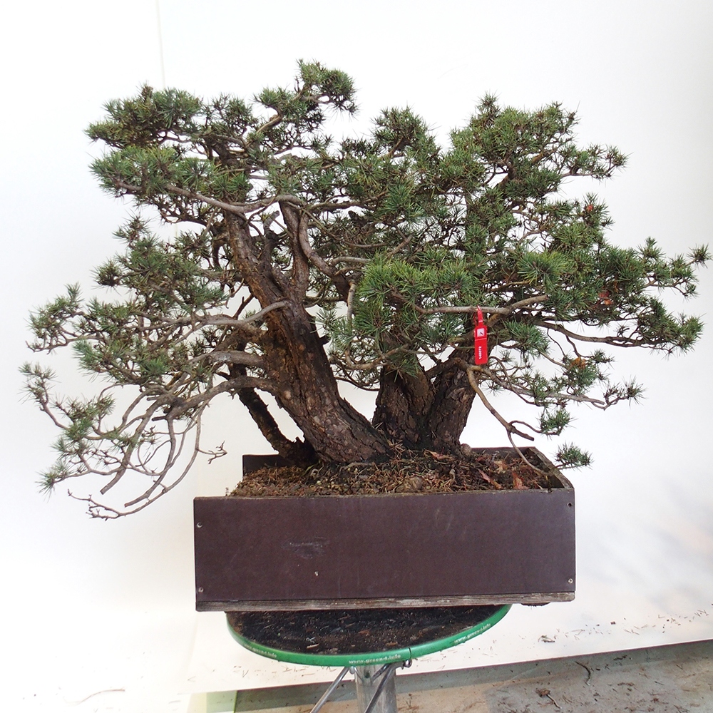 Yamadori - Pinus sylvestris Hiszpania