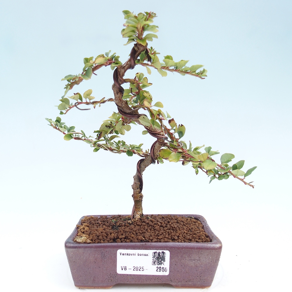 Plenerowe bonsai - Irga pozioma - Drzewo skalne