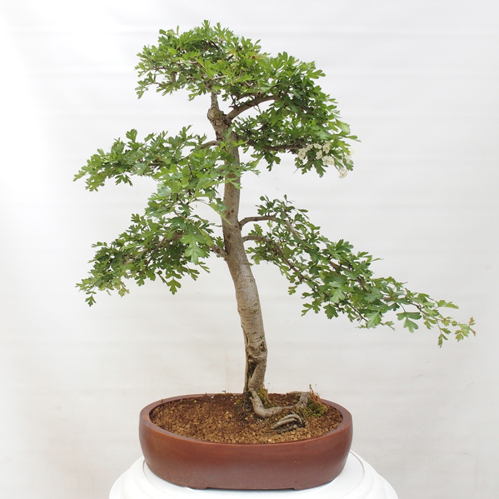Bonsai zewnętrzne - Głóg - Crataegus monogyna