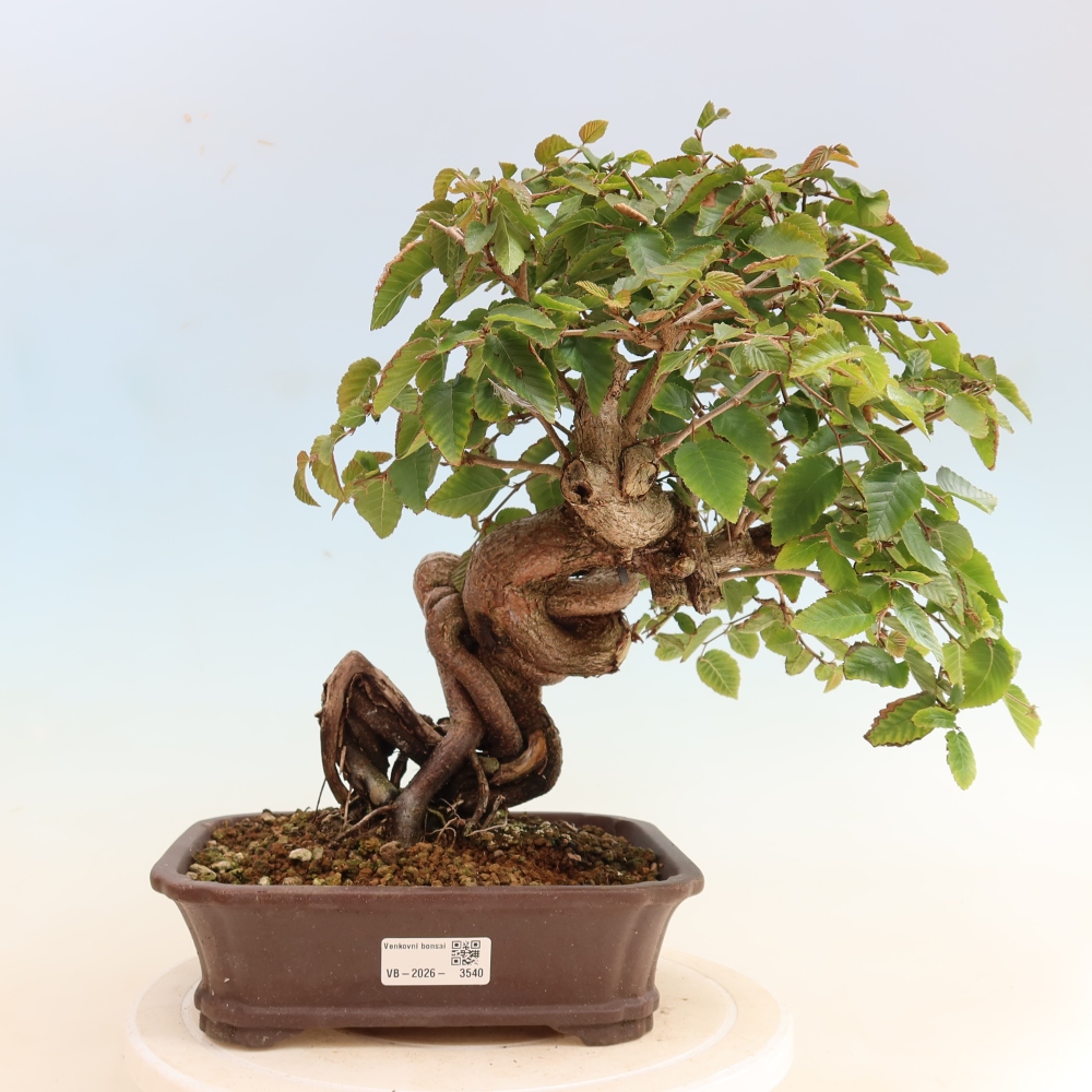 Outdoor bonsai - Carpinus CARPINOIDES - grab koreański