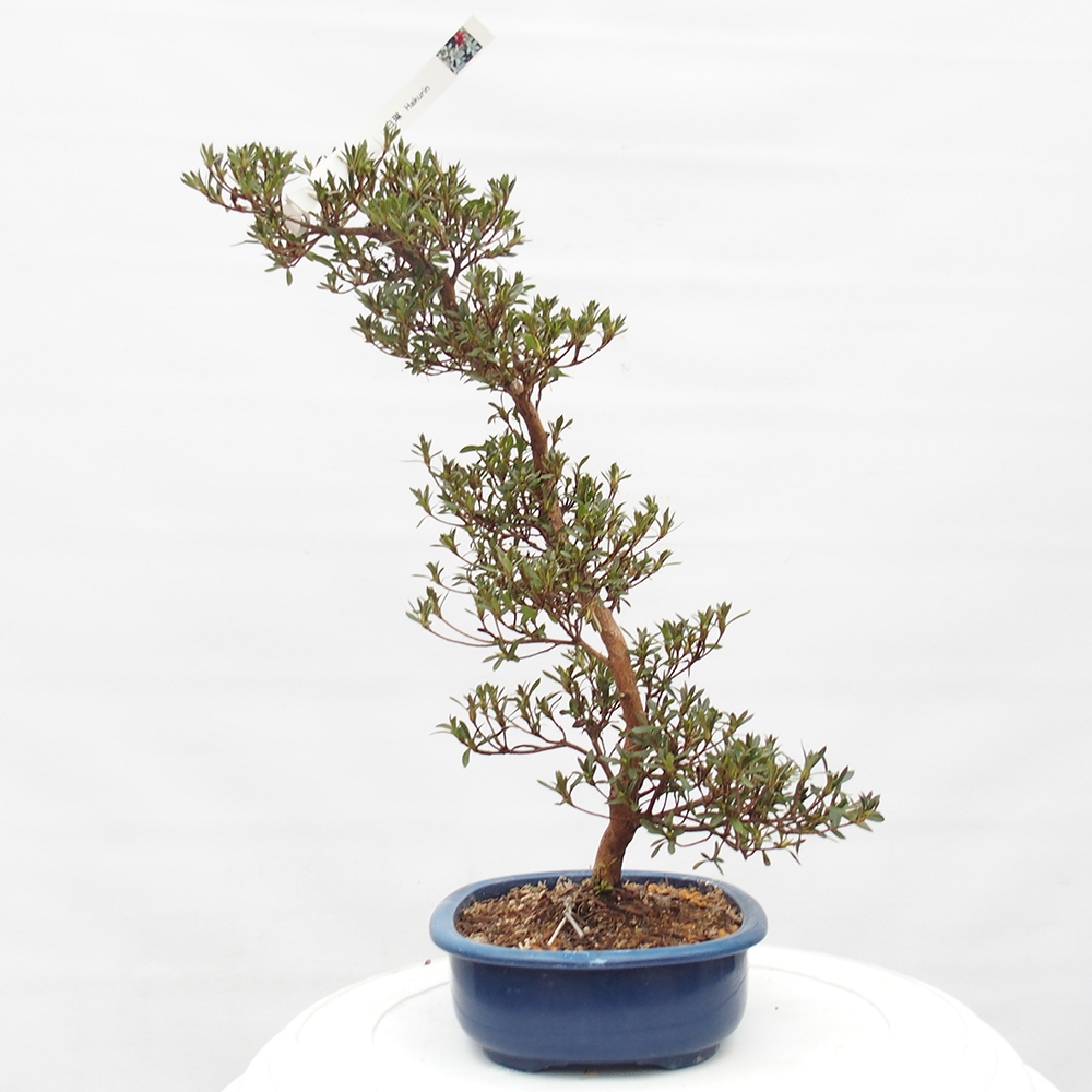 Bonsai zewnętrzne - Azalia japońska - Azalia Hakurin
