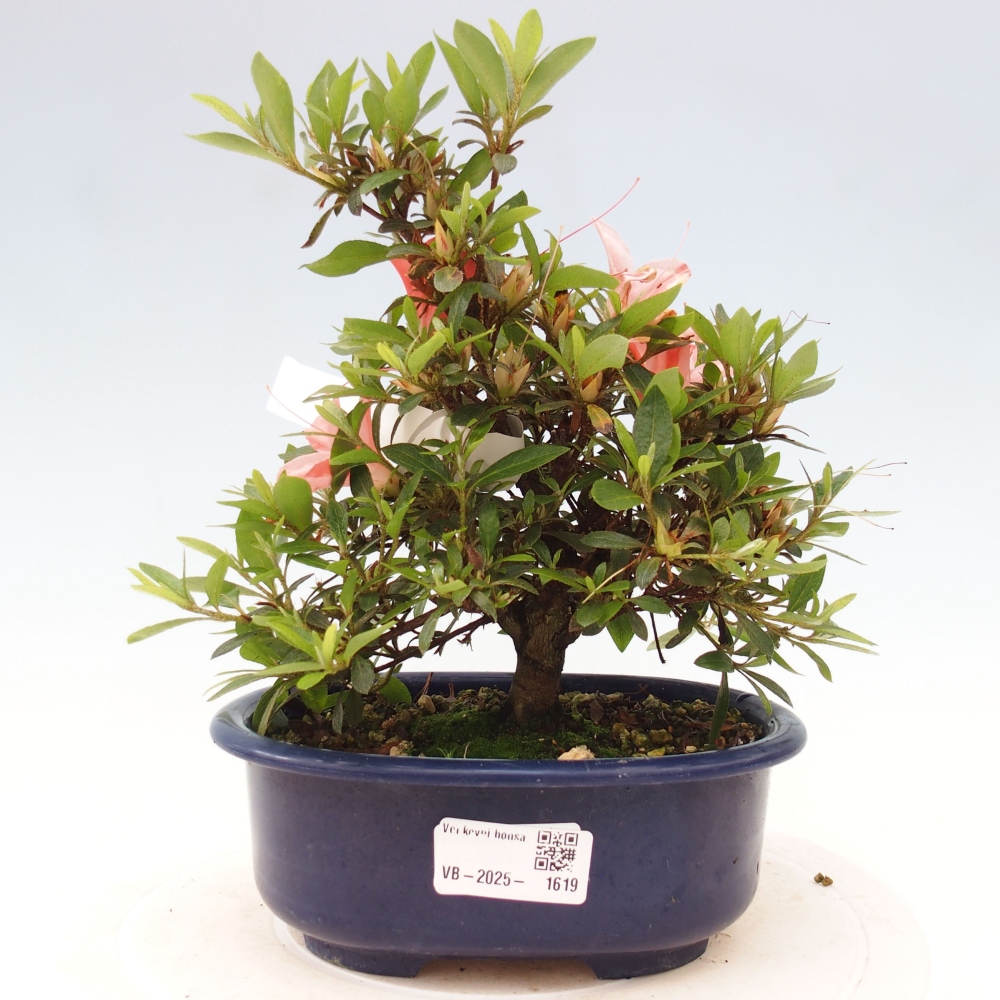 Bonsai ogrodowe - azalia japońska - Azalea Nikko