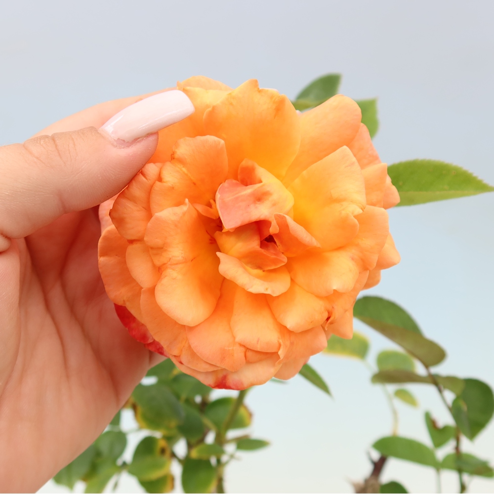 Bonsai ogrodowe – Rosa Kordes – róża