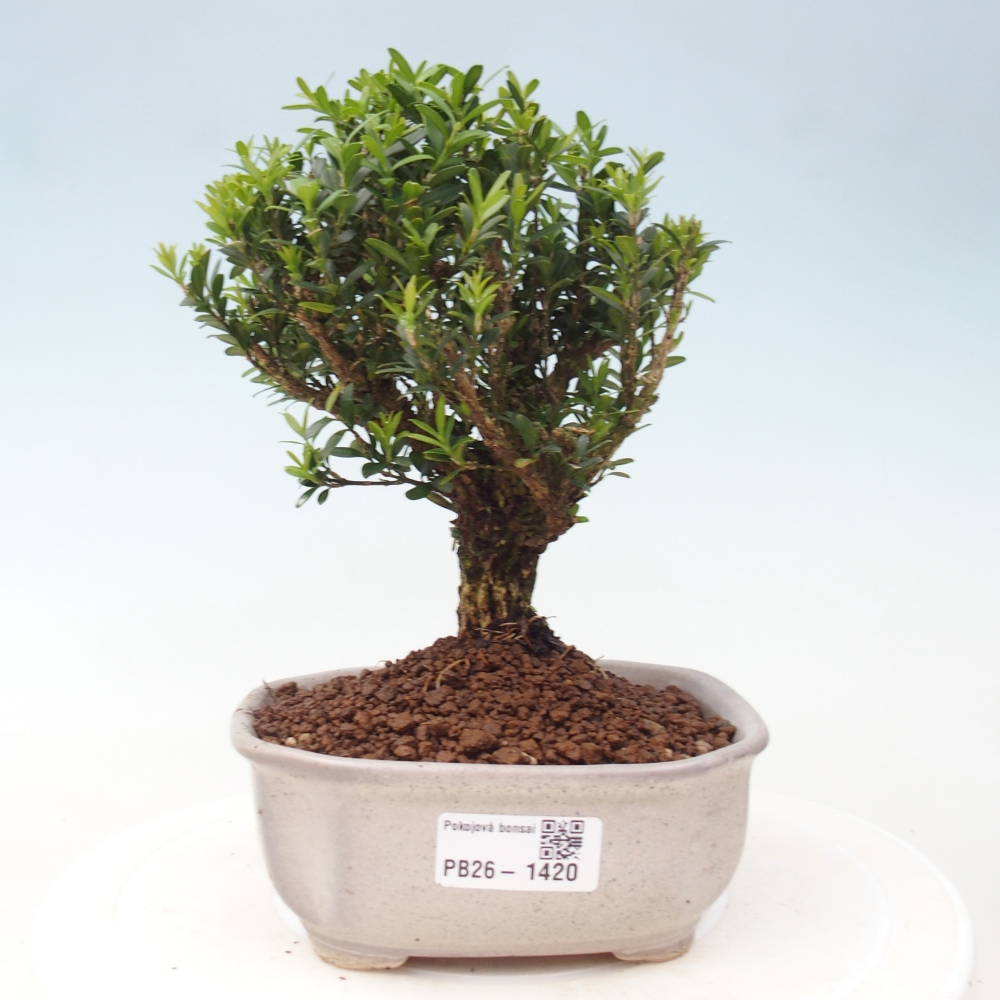 Pokój bonsai - Buxus harlandii - buxus korkowy