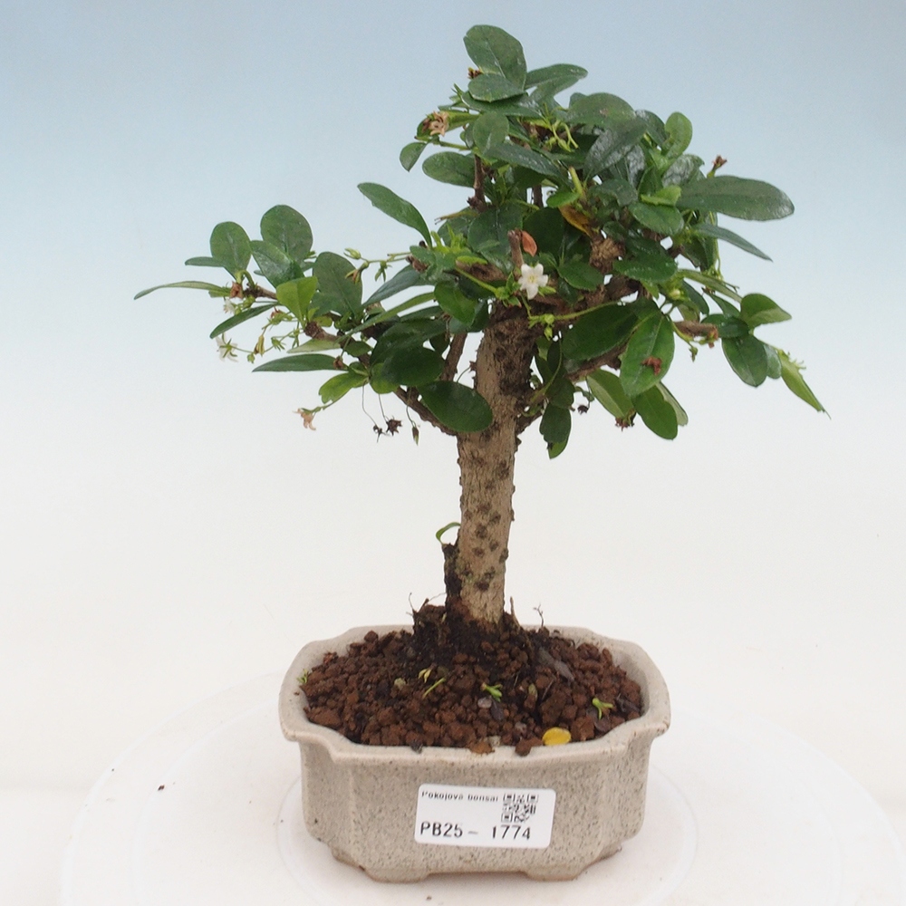 Bonsai wewnętrzne - Carmona makrophylla - Herbata Fuki