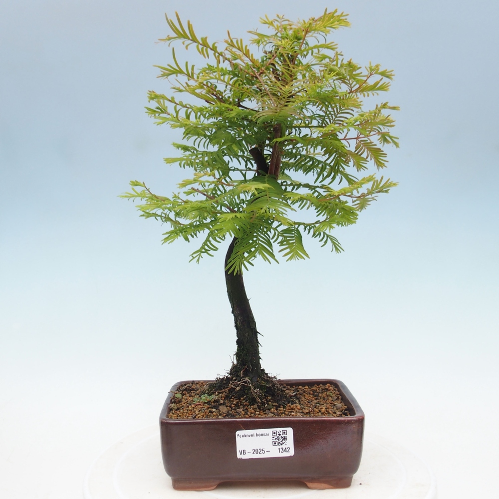 Outdoor bonsai - Metasequoia glyptostroboides - chińskie metasekvoje
