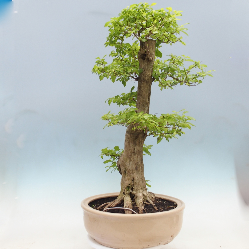 Bonsai pokojowe - Duranta erecta Aurea - WYŁĄCZNIE ODBIÓR OSOBISTY lub transport paletowy