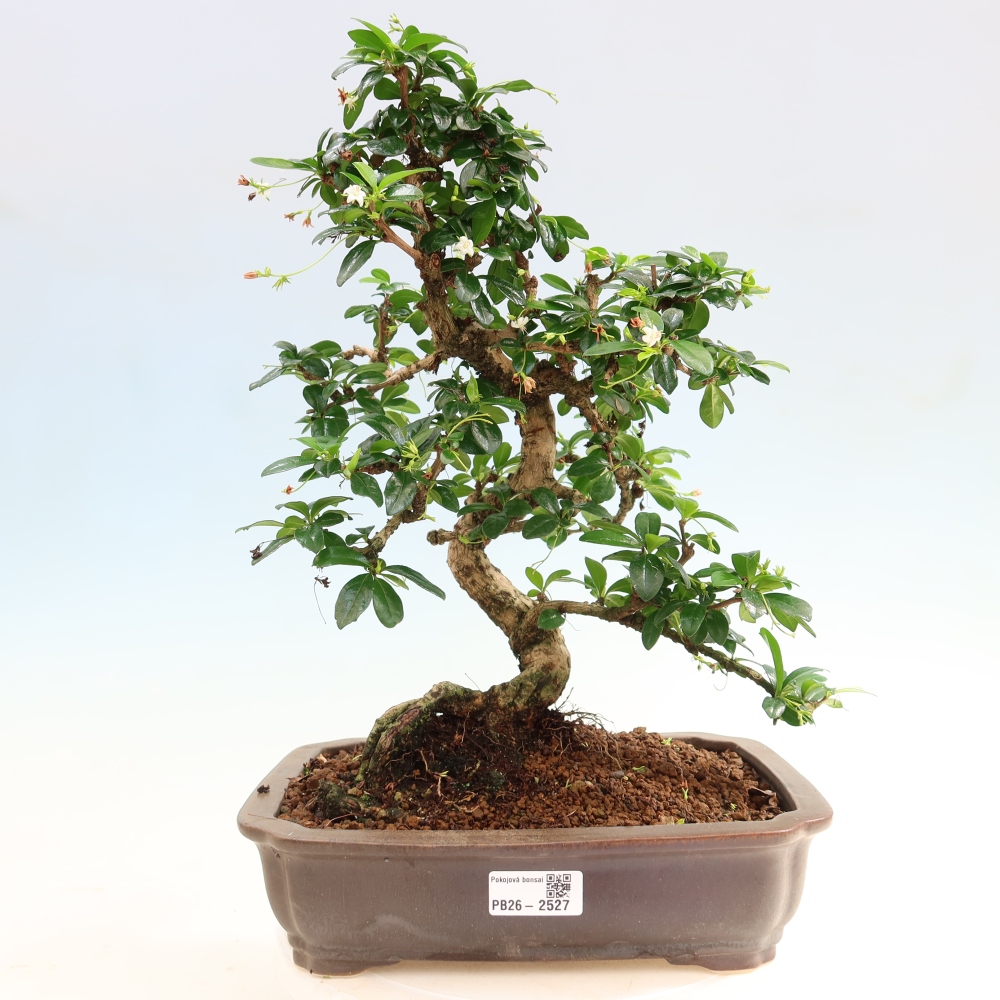 Bonsai pokojowe - Carmona macrophylla - Tea fuki