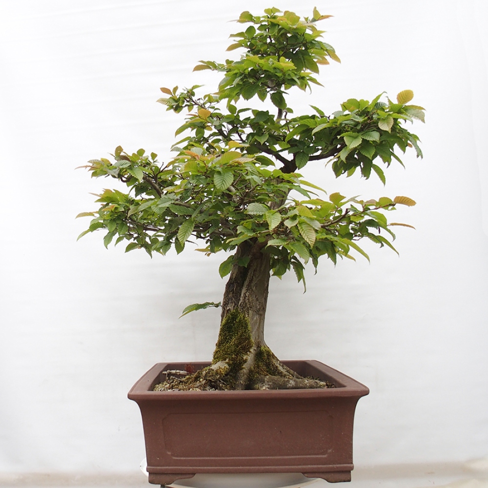 Bonsai zewnętrzne - Grab - Carpinus betulus