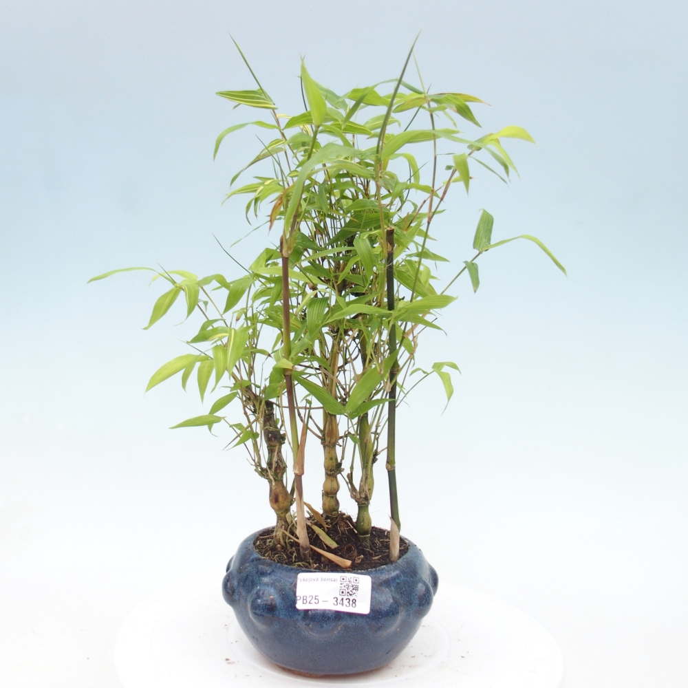 Room bonsai - Bamboo budha - Bamboo budha belly