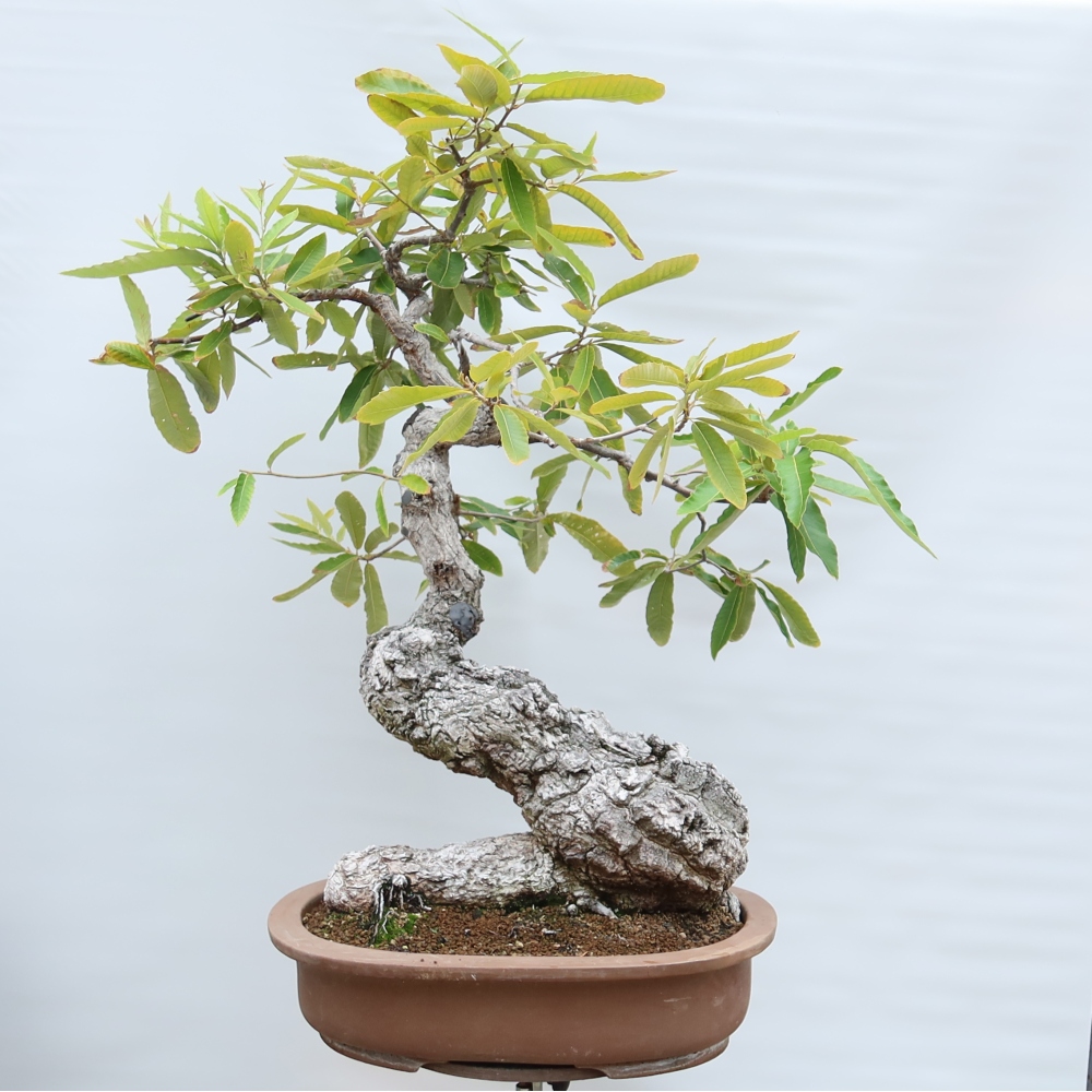 Bonsai ogrodowe – Quercus castaneifolia – Dąb kasztanolistny
