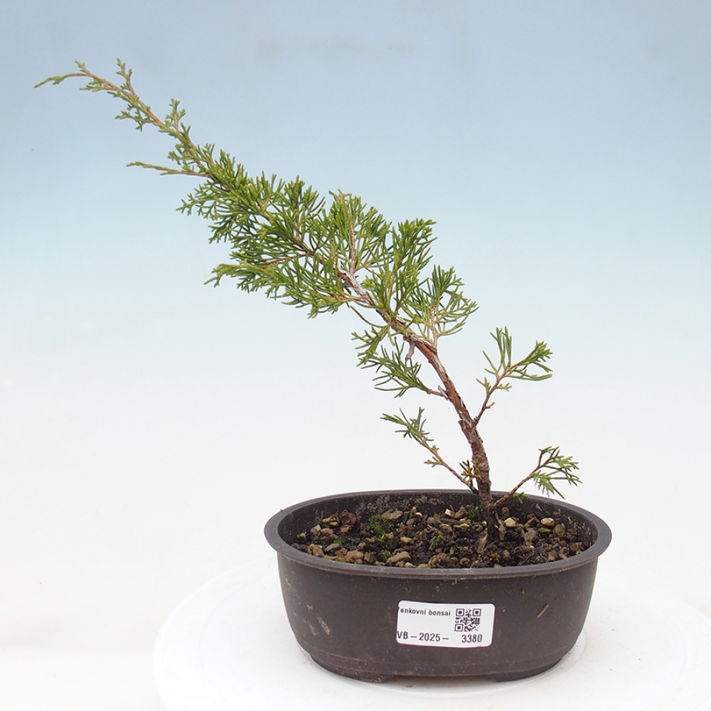 Outdoor bonsai - Juniperus chinensis Itoigawa - Jałowiec chiński