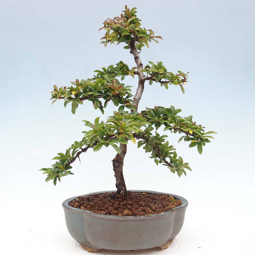 Outdoor Bonsai-Pyracanta Teton-Piekarnia