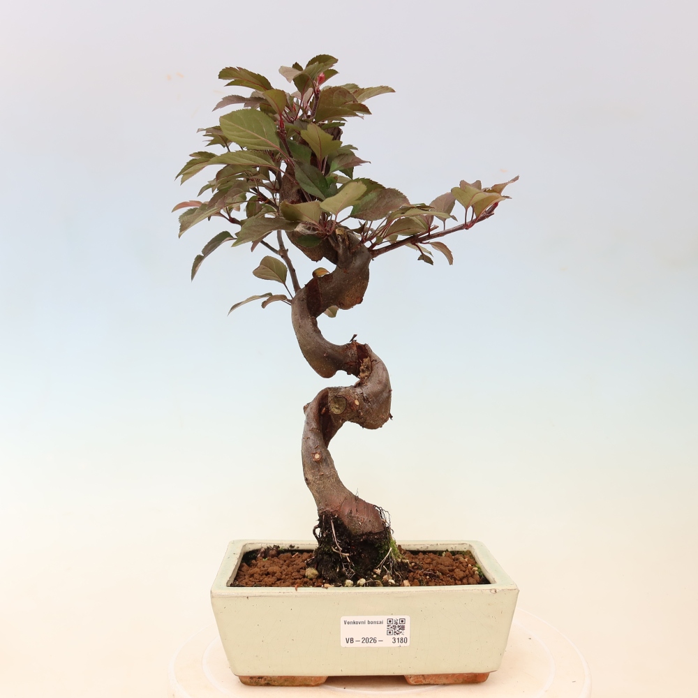 Outdoor bonsai - Malus domestica - Jabłoń czerwonolistna o małych owocach