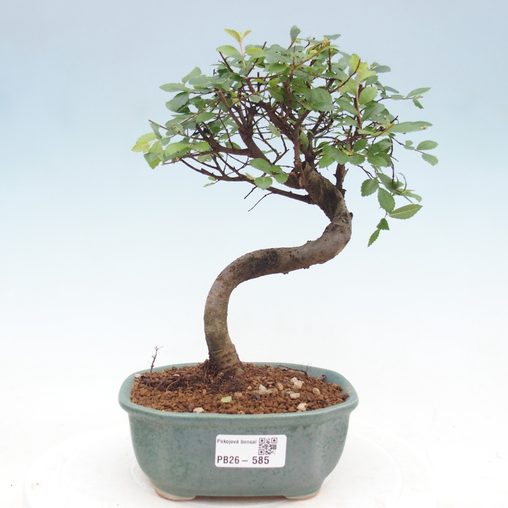 Pokój bonsai - Ulmus parvifolia - Wiąz drobnolistny