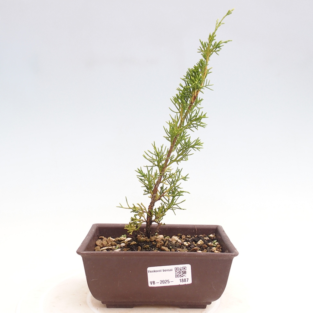 Outdoor bonsai - Juniperus chinensis Itoigawa - Jałowiec chiński