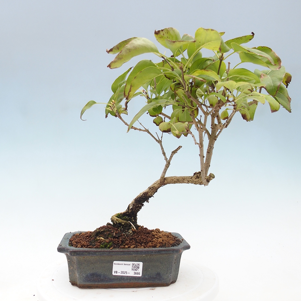 Bonsai zewnętrzne - Liliowiec - Syringa vulgaris