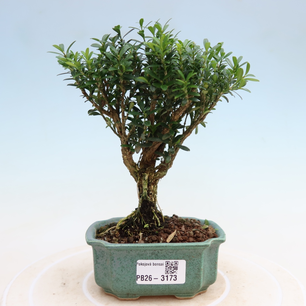 Pokój bonsai - Buxus harlandii - buxus korkowy