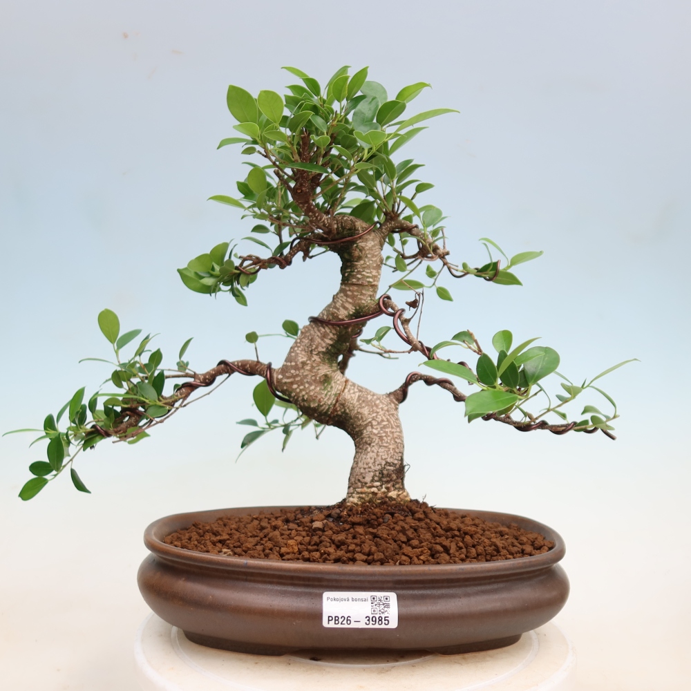 Pokój bonsai - Ficus kimmen - figowiec drobnolistny