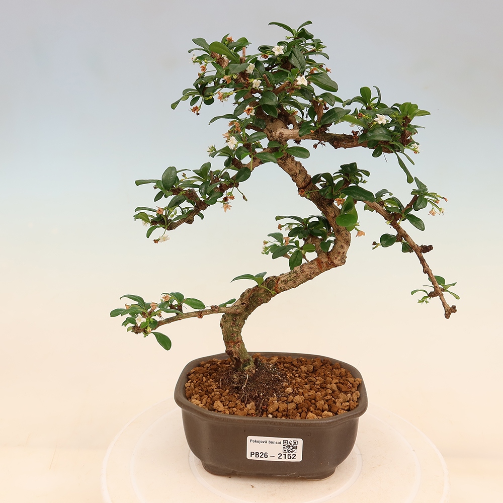 Bonsai pokojowe - Carmona macrophylla - Tea fuki