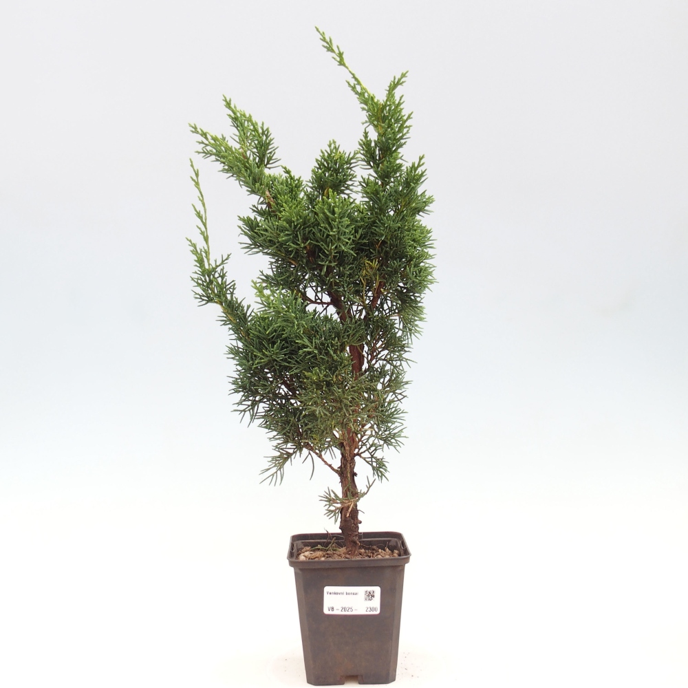 Outdoor bonsai - Juniperus chinensis Kishu - chiński jałowiec