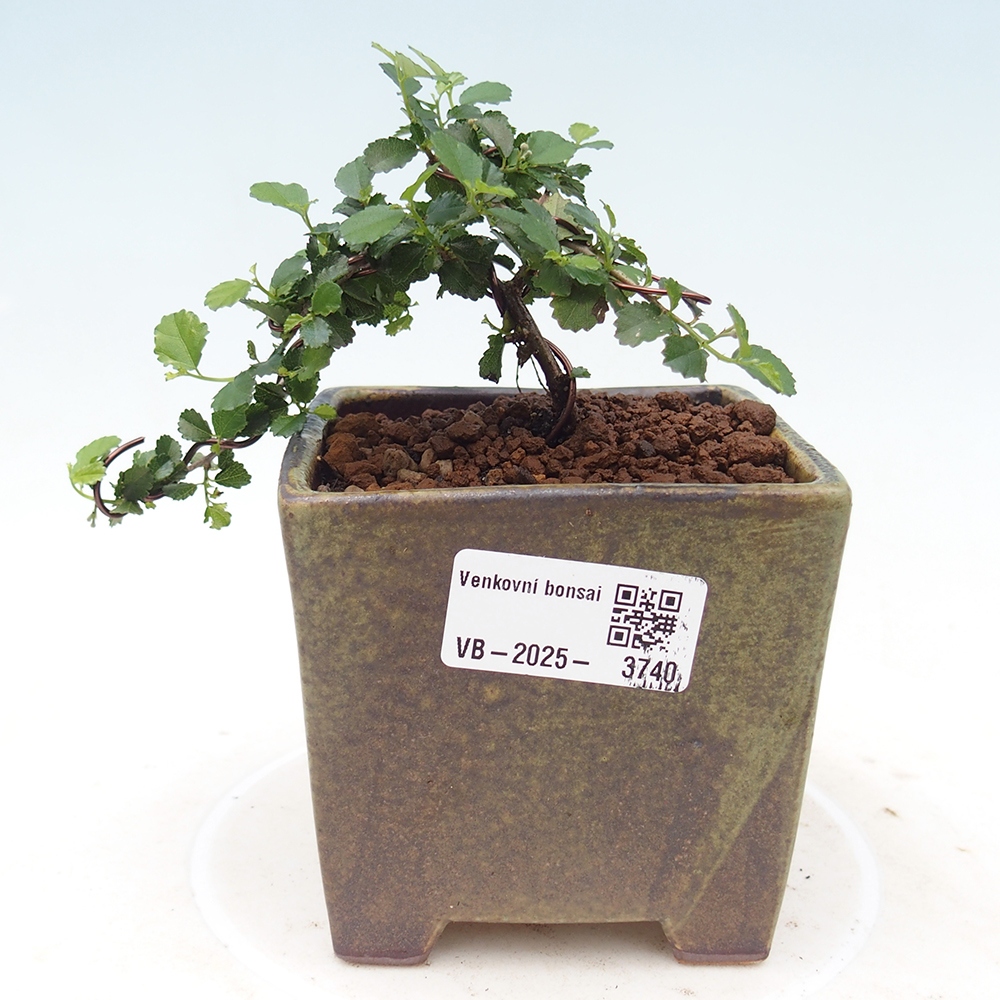 Bonsai wewnętrzne - Grewia sp. - Grewie drobnolistne