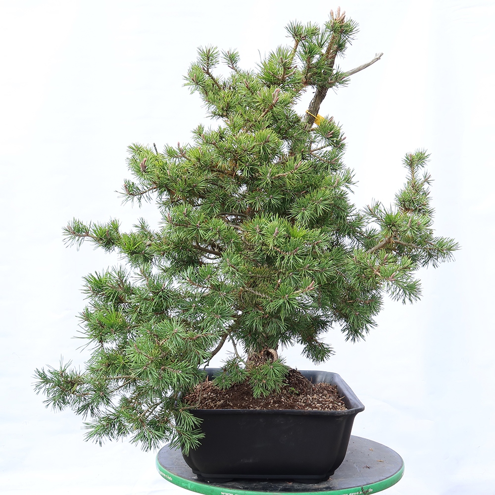 Pinus sylvestris Hiszpania – sosna zwyczajna