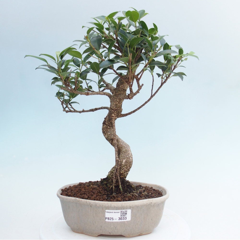 Kryty bonsai - Ficus retusa - figowiec drobnolistny