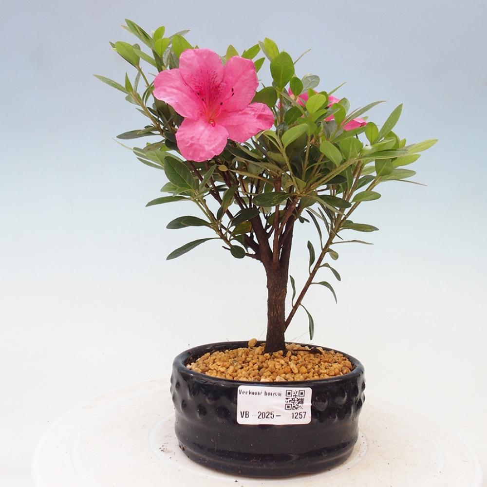 Bonsai zewnętrzne - Azalia japońska - Azalea sp.