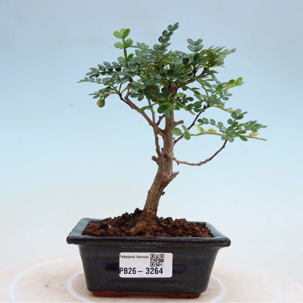 Pokój bonsai - Zantoxylum piperitum - drzewo pieprzowe