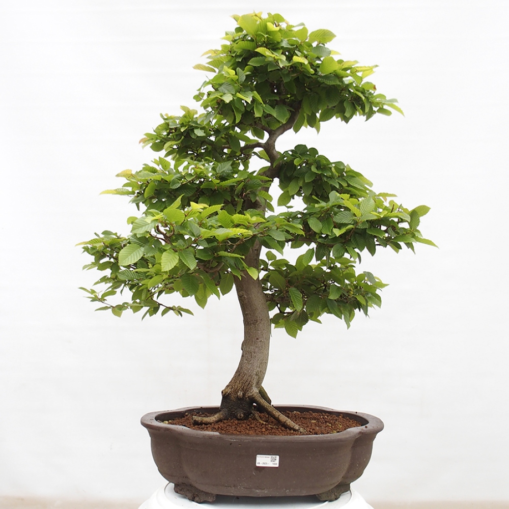 Bonsai zewnętrzne - Grab - Carpinus betulus