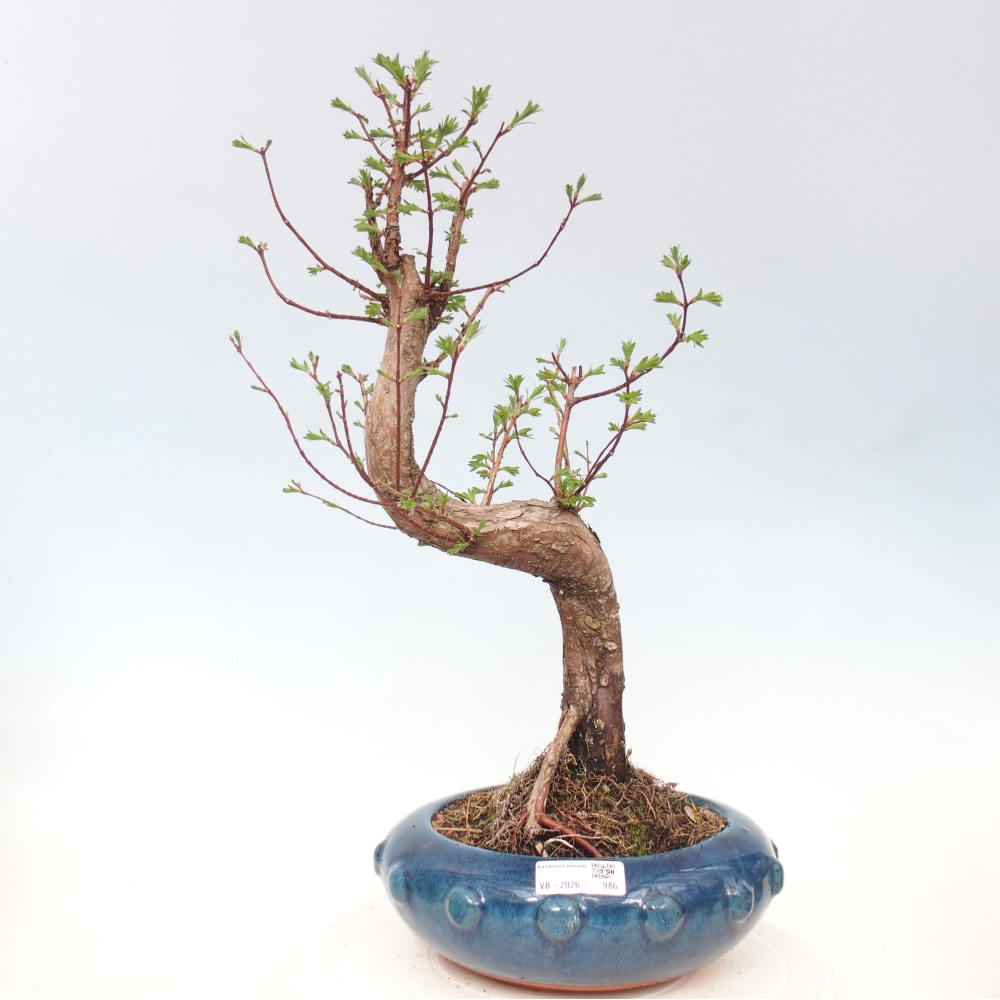 Outdoor bonsai - Metasequoia glyptostroboides - Metasekwoja chińska