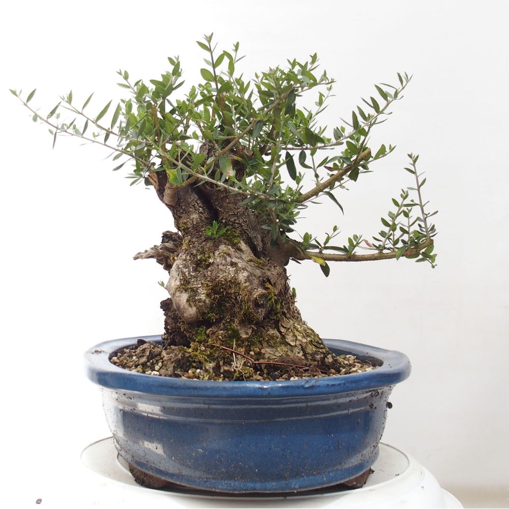 Kryte bonsai - Olea europaea sylvestris - Europejska oliwa z małych liści