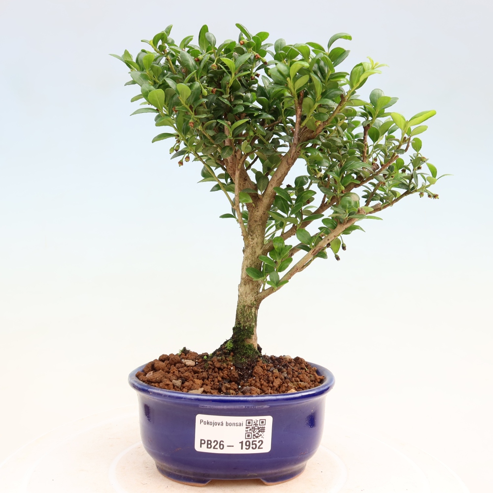 Pokój bonsai - Ilex crenata - Ostrokrzew
