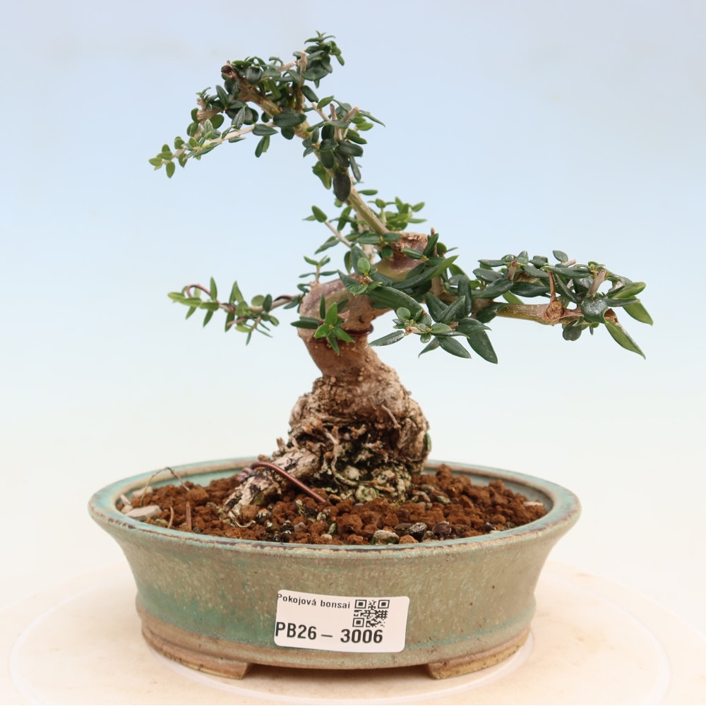 Bonsai do wnętrz - Olea europaea sylvestris